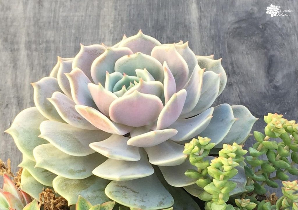 echeveria is one of easiest succulents to propagate from leaves