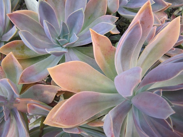 Graptoveria Fred ives - one of the easiest succulents to propagate by the leaves