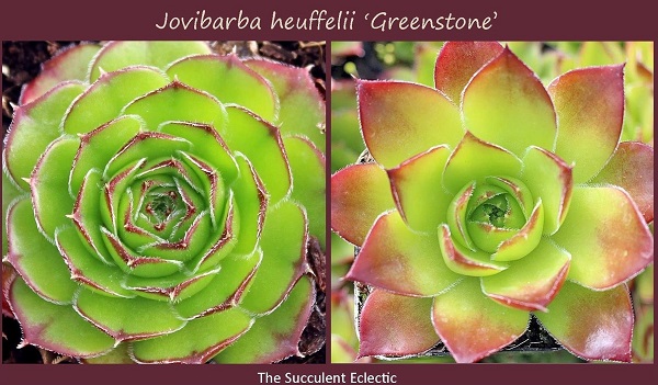 jovibarba jeuffelli Greenstone demonstrates coloring and form of jovibarba