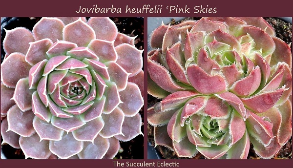 jovibarba heuffelii Pink Skie demonstrates coloring and ciliate hairs of jovibarba