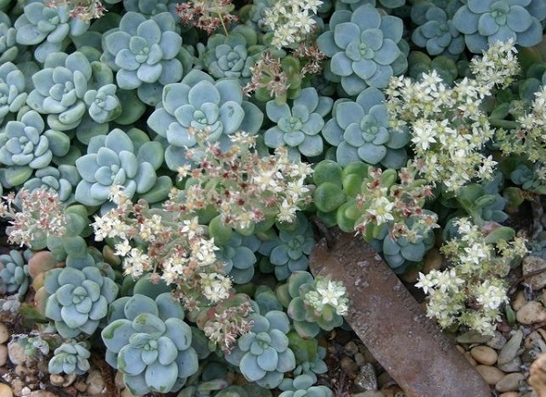 sedum clavatum - one of the easiest succulents to propagate by leaf, division or stem cuttings