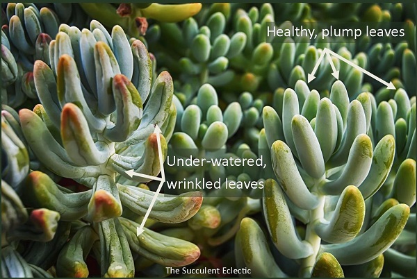 comparison of under-watered succulent leaves with healthy leaves