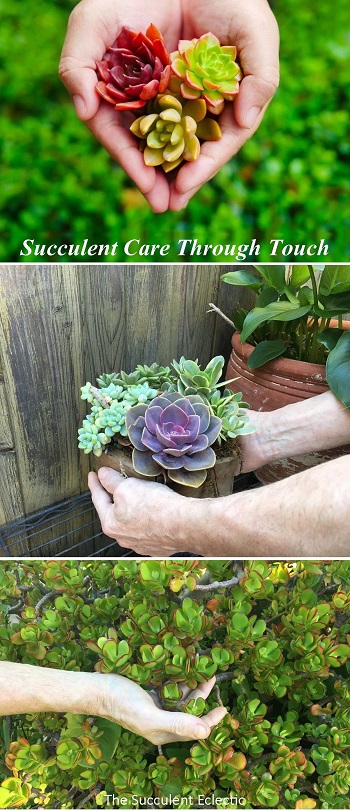 learning succulent care through touch