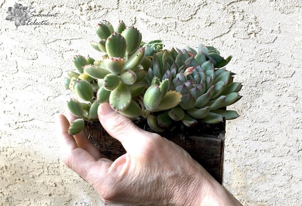 checking succulent care and health through touch