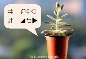 Read more about the article Recognizing Signs of Succulent Problems (Before It’s Too Late)