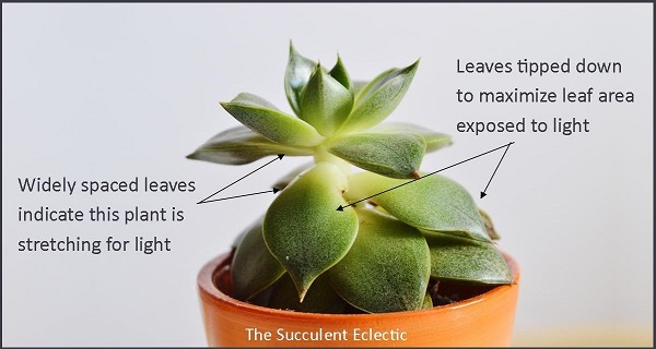 early stages succulent beginning to stretch for more light
