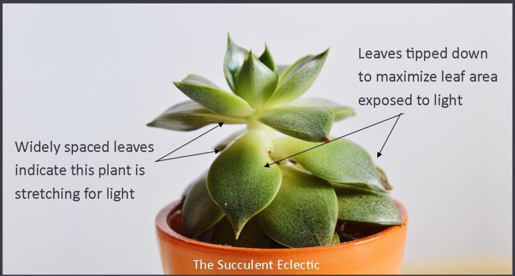 succulent showing signs it needs more light