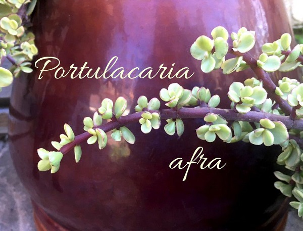 You are currently viewing Species Spotlight – Portulacaria afra