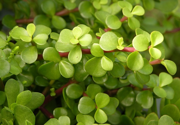 Portulacaria afra or Spekboom plant