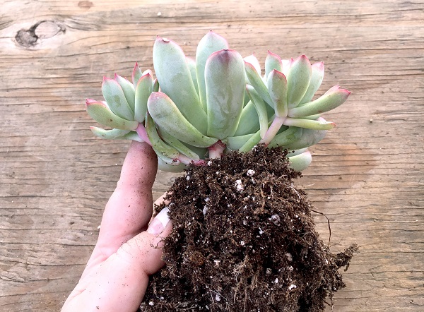 checking succulent roots for signs of rot