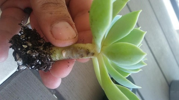 succulent stem rot