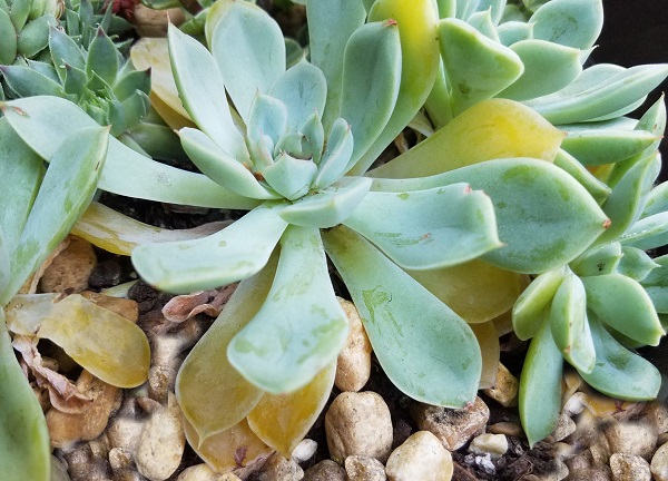 You are currently viewing How to Save Overwatered Succulents (So They Don’t Die)