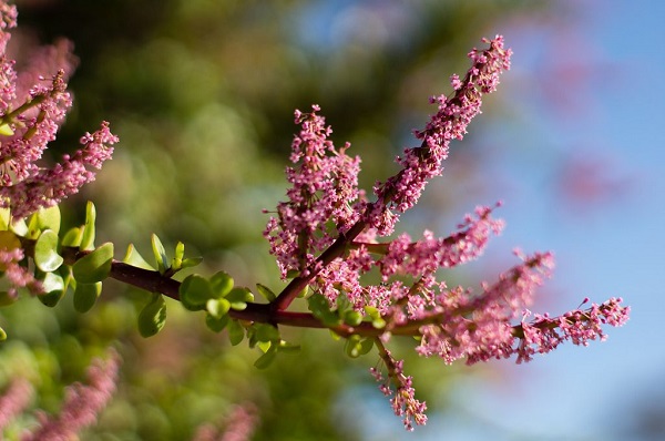 flowering branch of Portulacaria afra or Spekboom plant