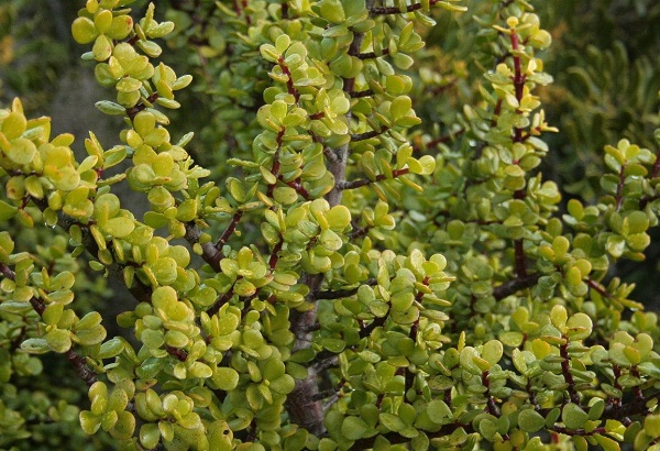 Portulacaria afra or Spekboom plant