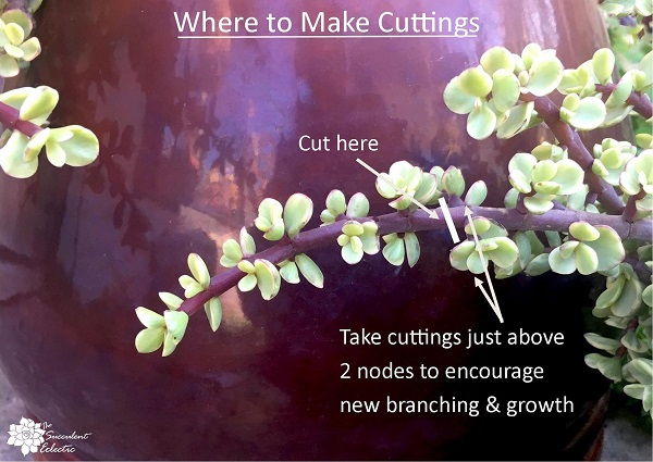 diagam of where to take cuttings from Portulacaria afra