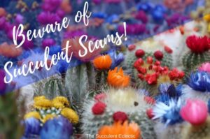 Read more about the article Beware of Succulent Scams