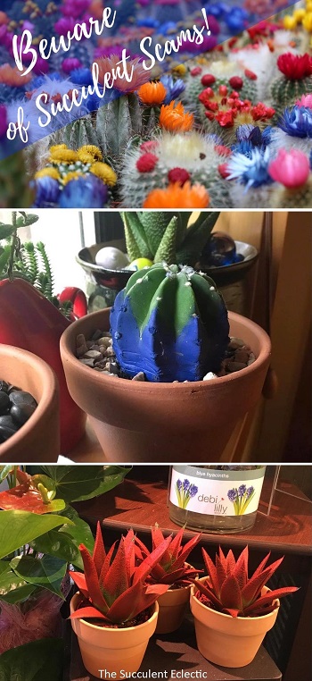 beware of succulent scams like painted plants, cactus with fake flowers glued on and fake seeds