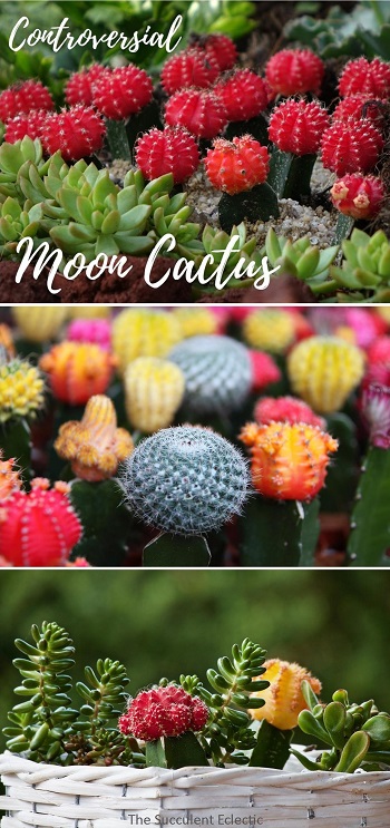 controversial moon cactus info and care