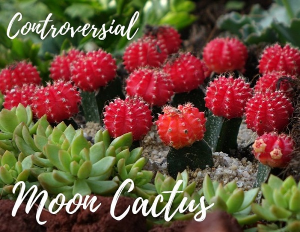 You are currently viewing Controversial, Colorful Moon Cactus