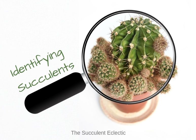 You are currently viewing Identifying Types of Succulents – with Pictures