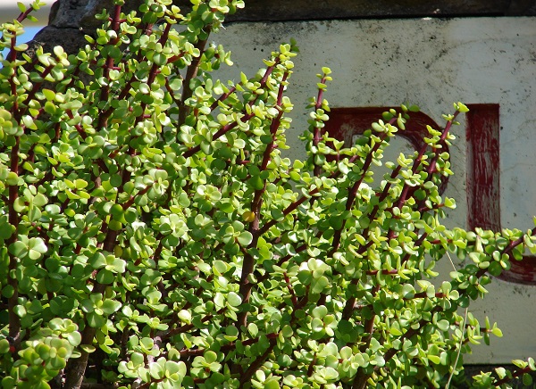 portulacaria elephant food is easy succulent to grow