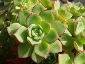 11 Easy Succulents for Beginners | The Succulent Eclectic