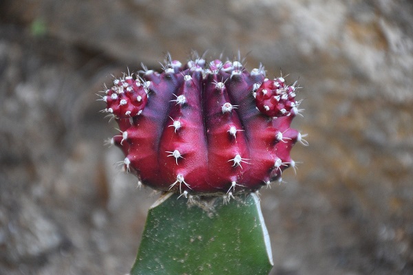 closeup of red grafted moon cactus