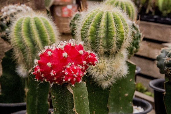 3 grafted cactus with red moon cactus