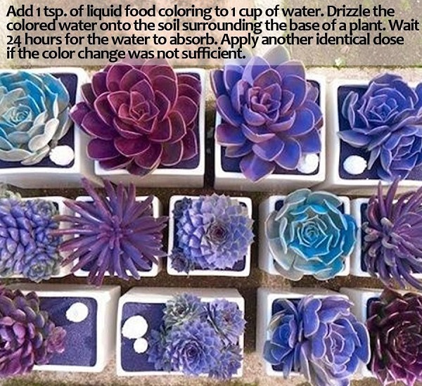image about how to dye succulents