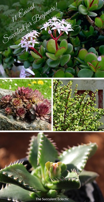 11 Easiest Succulents to Grow