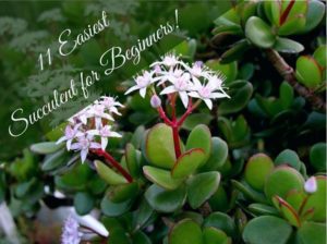 Read more about the article 11 Easy Succulents for Beginners