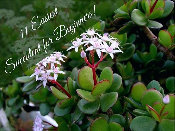 You are currently viewing 11 Easy Succulents for Beginners