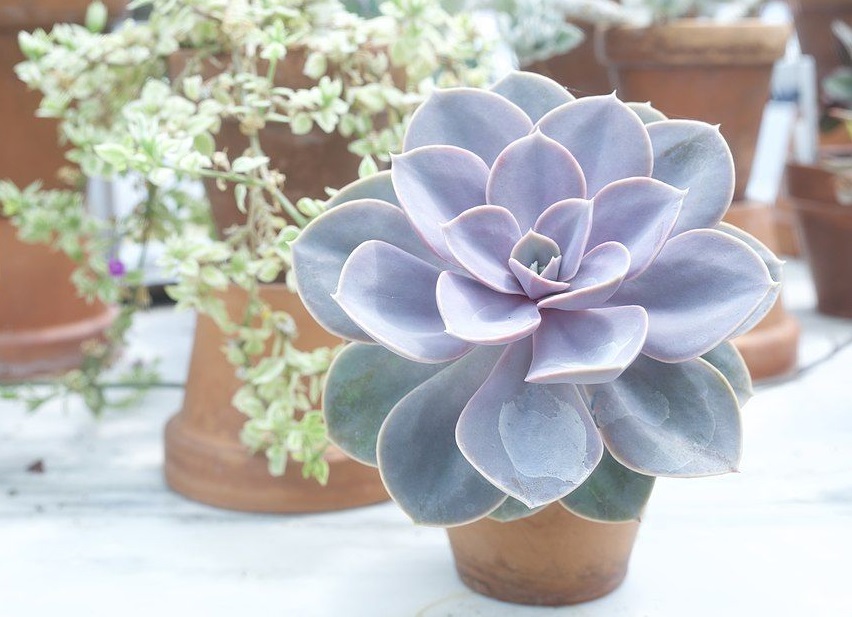 echeveria perle von nurnberg is easy succulent to grow