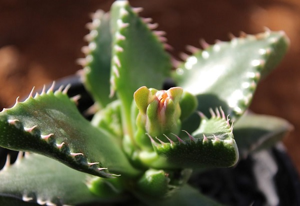 Faucaria tigrina tiger jaws is easy succulent to grow