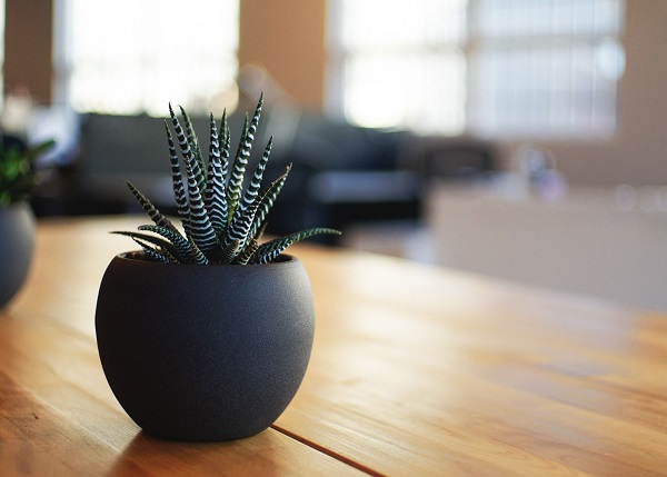 haworthia fasciata is an easy succulent to grow indoors