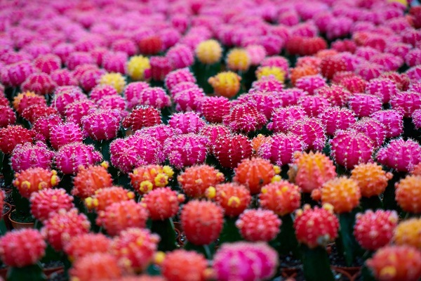 large group pf pink and orange moon cactus