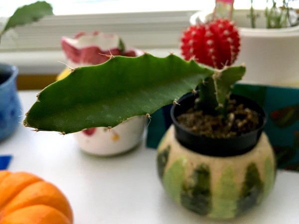 moon-cactus-sprouting-a-side-branch needs pruning