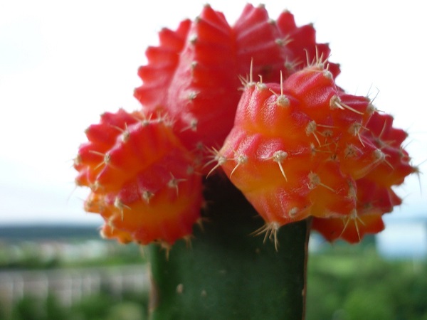 closeup of red moon cactus shows offsets developing