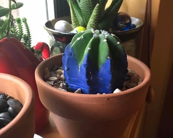 painted cactus is outgrowing its paint job
