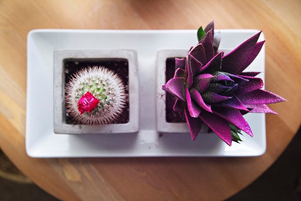 painted succulent and cactus with fake flower glued on