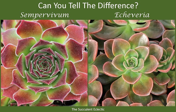 identifying succulents by distinct characteristics - comparing sempervivum and echeveria