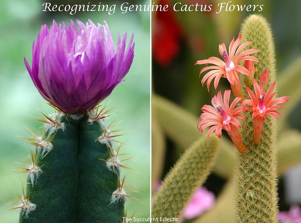 comparison of strawflower cactus with fake flower and genuine flowering cactus