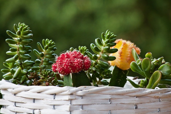 red and yellow moon cactus planted with mixed succulents