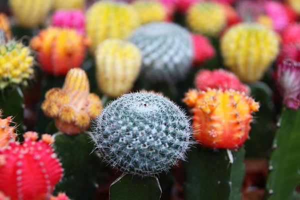 group of colorful grafted cactus