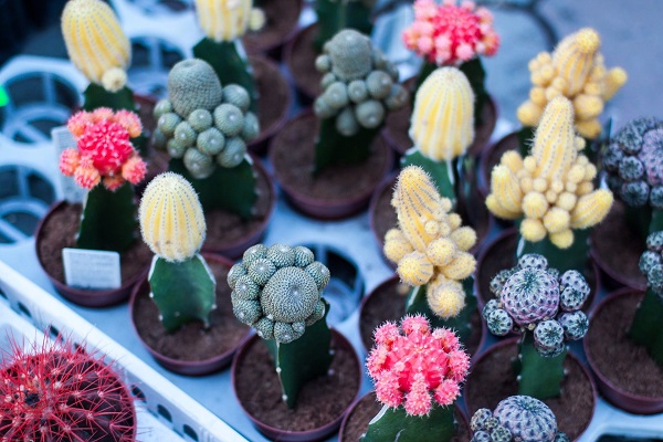 shelf of colorful, mixed moon cactus at a box store