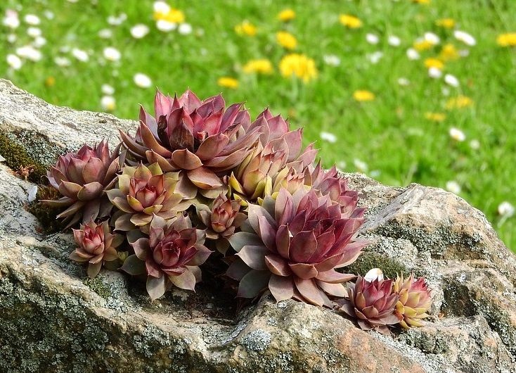 sempervivum cold hardy succulent is easy to grow