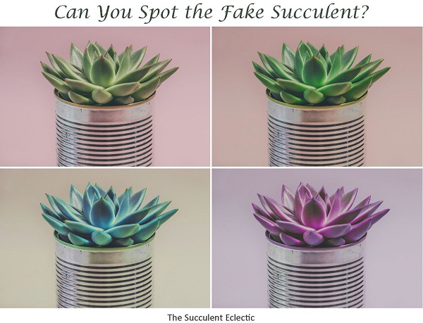 photoshopping to make genuine succulent look different colors