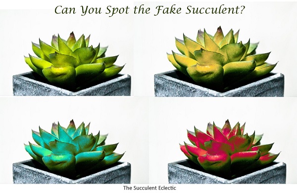 photoshopped succulent changes color