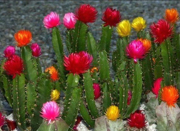strawflower cactus with dried flowers glued to them