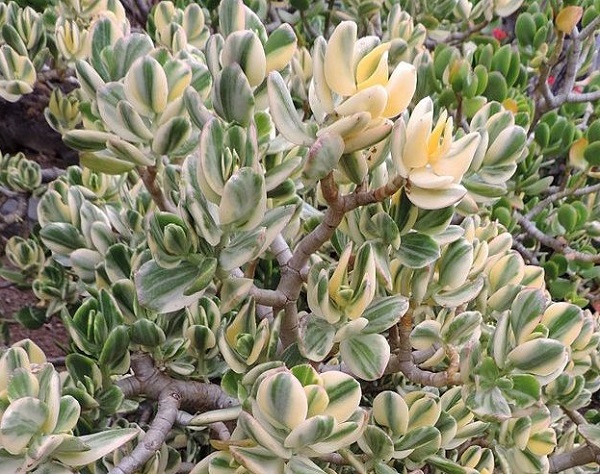 Crassula ovata 'Tricolor' - variegated jade plant